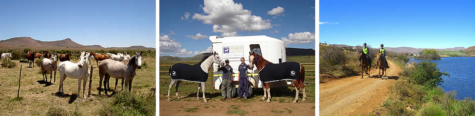 Roger and Charlotte Beach; Welbech Arabian Stud