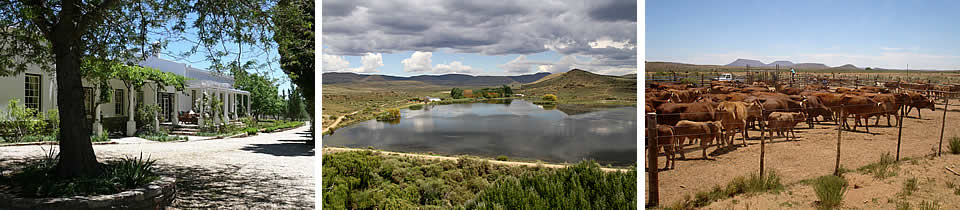 Roger and Charlotte Beach; Schanskraal Manor, Burgersrust dam, Schanskraal cattle